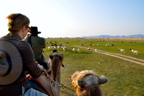 Camel Trek in Central Mongolian Grassland