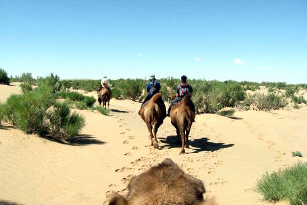 Camel 600x400 056