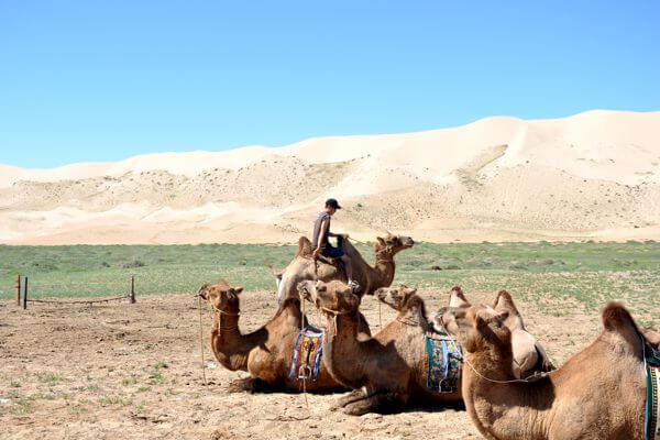 Camel 600x400 069