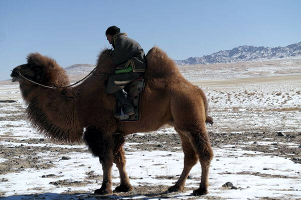 Camel 600x400 087