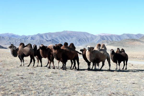 Camel 600x400 100