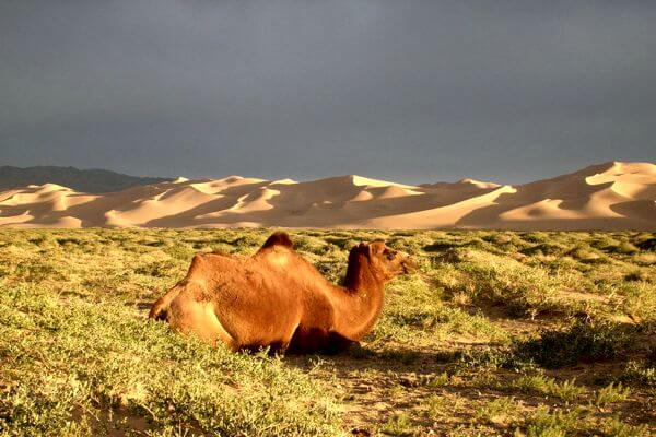 Camel 600x400 189