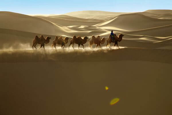 Camel 600x400 190