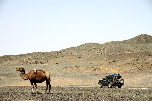 Camel 600x400 220