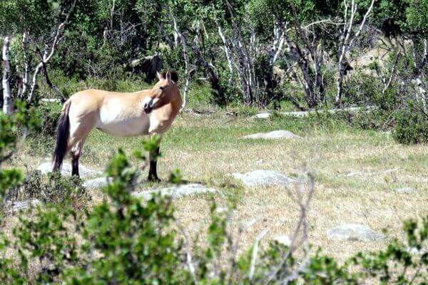 Takhi Horses