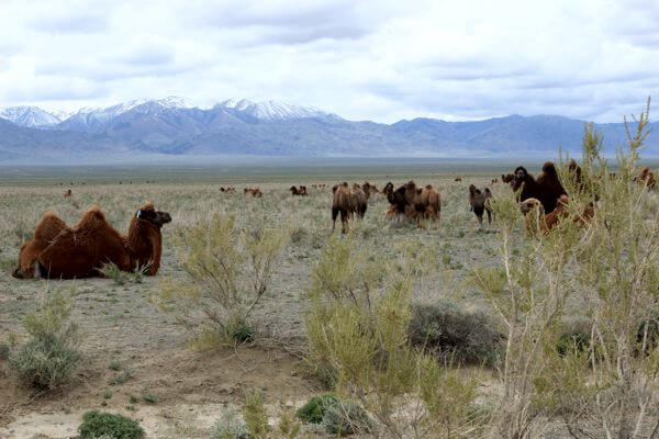 Bactrian Camels