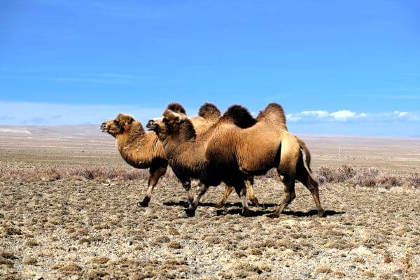 Mongolian Camels