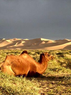Camel-600x400-189